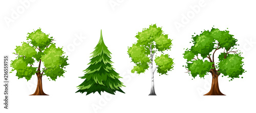 Vector set of deciduous and coniferous trees isolated on a white background. photo