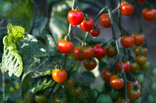 Ripe Cherry Tomatoes in a Garden.Close up.Green Leaves. Sunndy day.Green and Red Tomatoes.