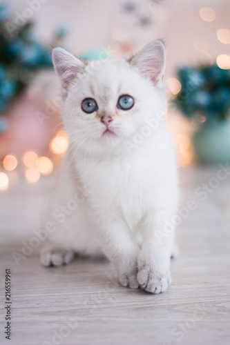 Scottish kitten posing Photo