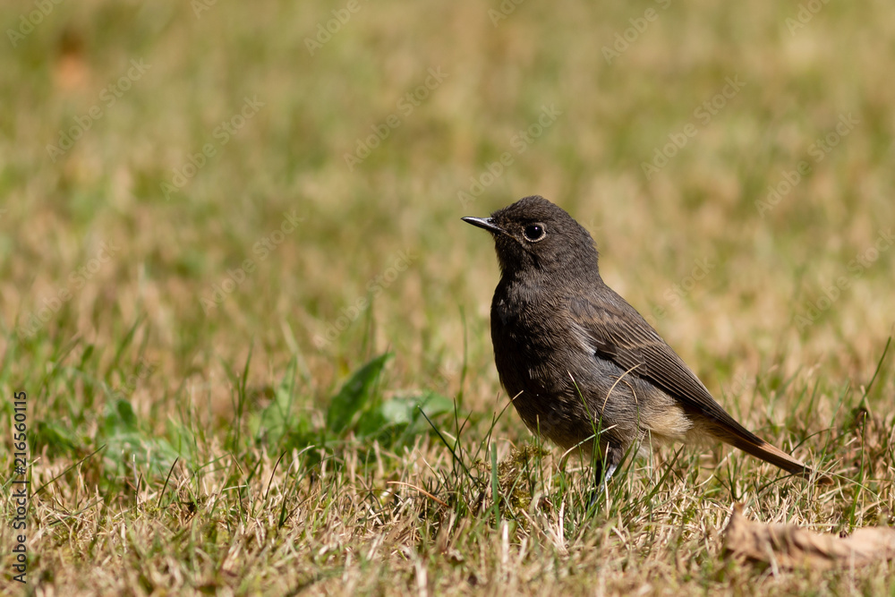 Obraz premium Rotschwanz - Vogel