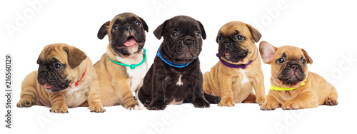 litter of puppies, French bulldog