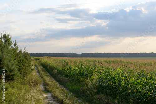 Obraz na płótnie field corn w salonie