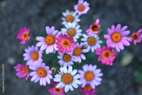 Pink and orange flowers