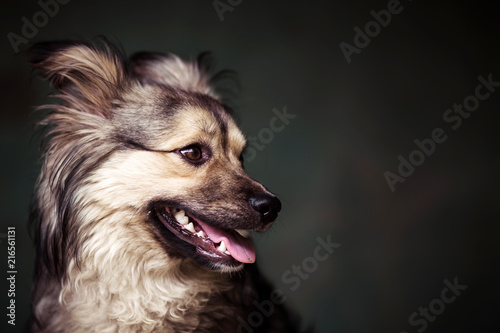 Studio portrait of a yard puppy. 