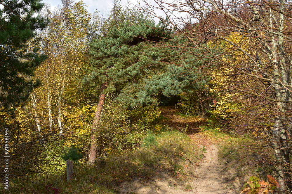 Herbstwald auf der Steilküste der Insel Hiddensee Herbstwald auf der Steilküste der Insel Hiddensee