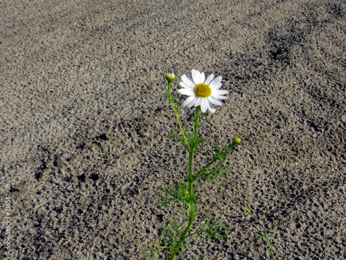 lonely chamomile on the road © DonFixage