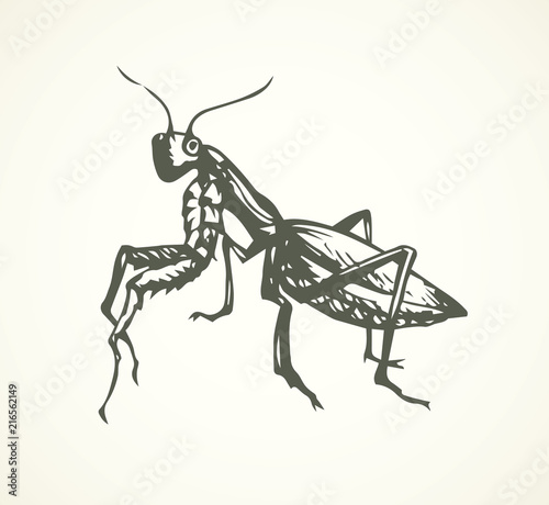Mantis. Vector drawing