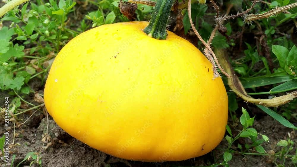 Pattypan squash bud on plant. Growing vegetables in the garden. (Cucurbita pepo) Pattypan squash bud on plant. Growing vegetables in the garden. (Cucurbita pepo)