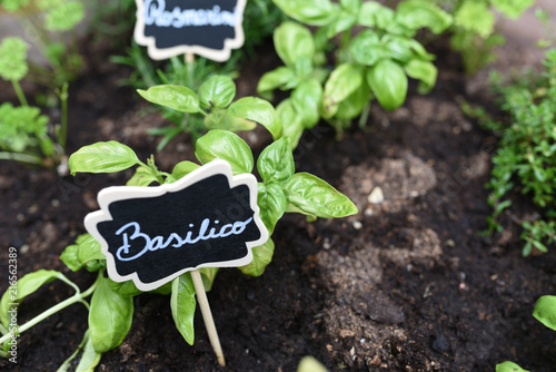 erbe aromatiche orto salvia rosmarino origano timo basilico timo limone erba cipollina  photo