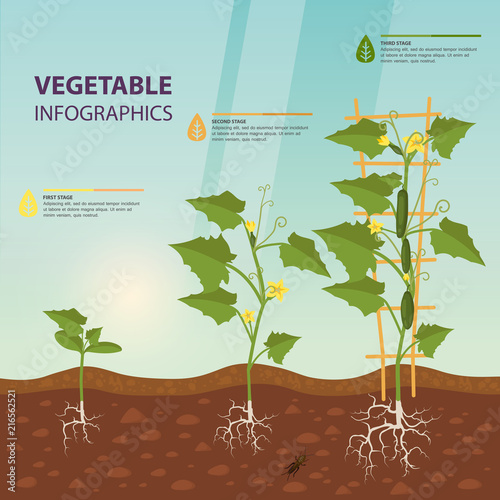 Cucumber or cuke on creeping vine infographic