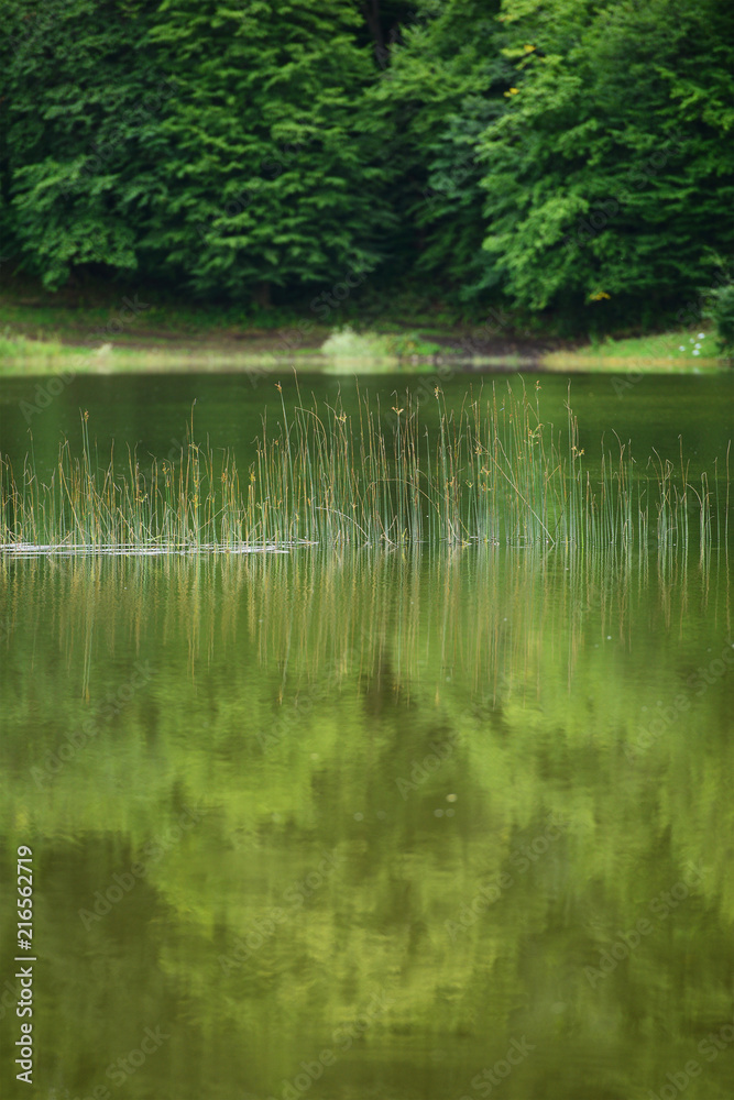 Amazing lake landscape with grasses in the water and forest, Tsover lake, Dsegh, Armenia