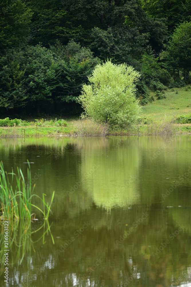 Amazing lake landscape with grasses in the water and forest, Tsover lake, Dsegh, Armenia Amazing lake landscape with grasses in the water and forest, Tsover lake, Dsegh, Armenia