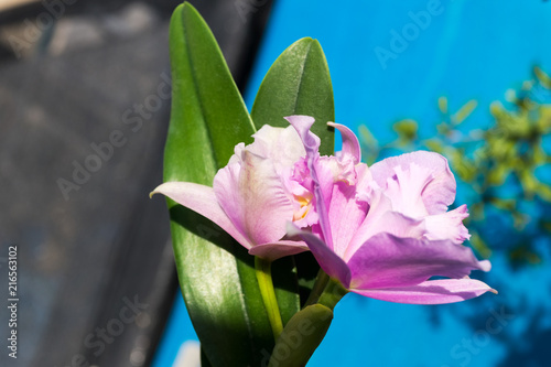  Glamorous orchid Cattleya labiata photo
