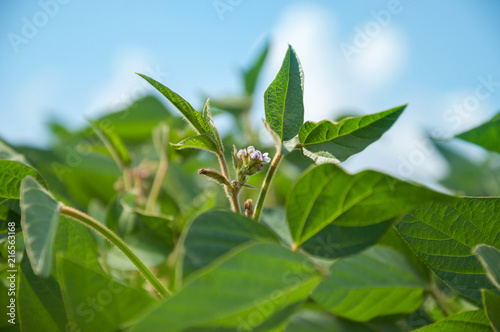 Soy flowers and pods on soy plant