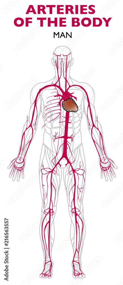 Vecteur Stock Arterie nel corpo umano, anatomia. Le arterie sono vasi  sanguigni (arterie, arteriole e capillari arteriosi) che nascono dai  ventricoli: portano il sangue ricco di ossigeno lontano dal cuore | Adobe