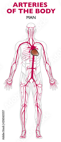 Arterie nel corpo umano, anatomia. Le arterie sono vasi sanguigni (arterie, arteriole e capillari arteriosi) che nascono dai ventricoli: portano il sangue ricco di ossigeno lontano dal cuore photo