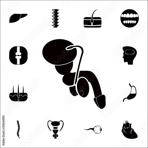 male genital organs icon. Detailed set of Human parts icons. Premium quality graphic design sign. One of the collection icons for websites, web design, mobile app