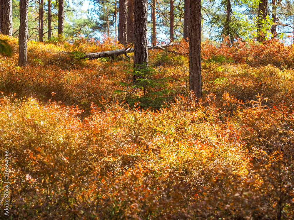 Fototapeta premium Dry blueberry plants in early august in Norway