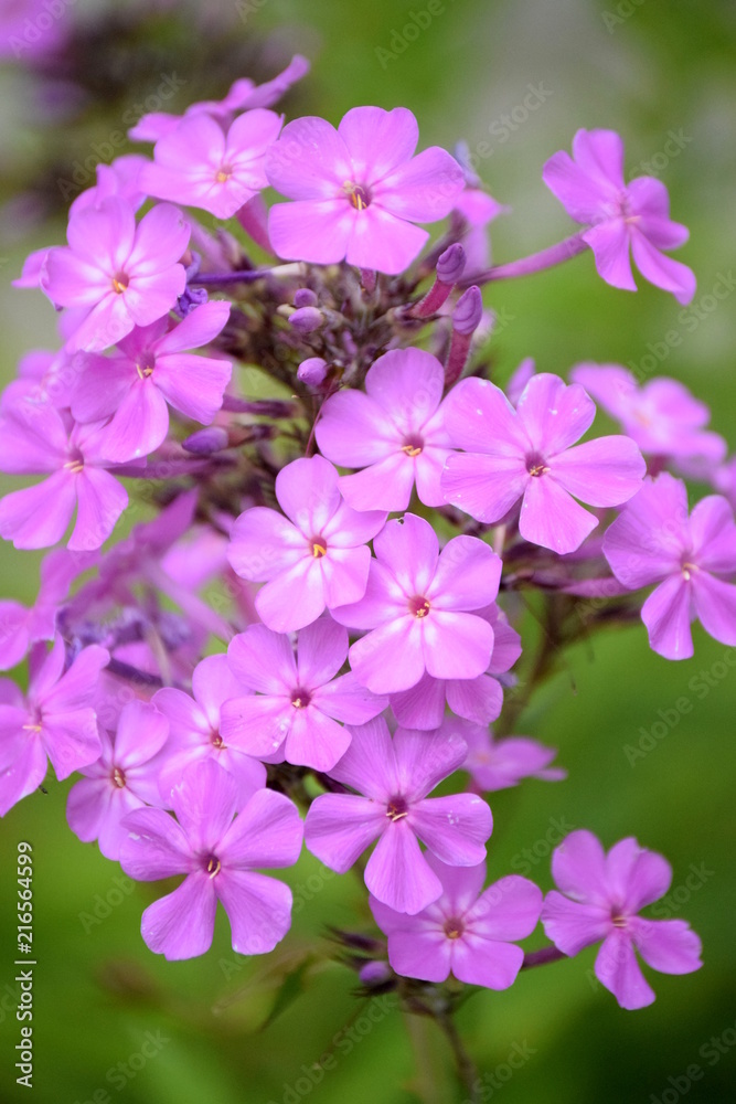 Purple Flowers Purple Flowers