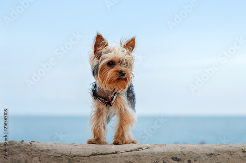yorkshire terrier dog playing on the beach
