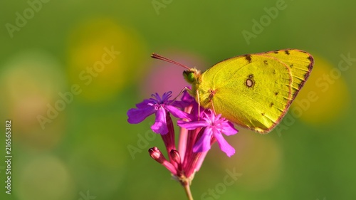 Colias hyale  365 © his45