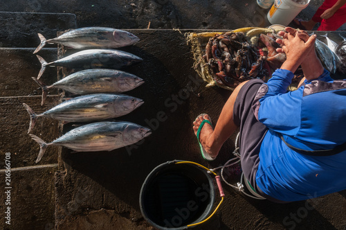 Konstfotografi Tuna for sale in the early morning light in the Bitung Fish Market, Bitung, Nort