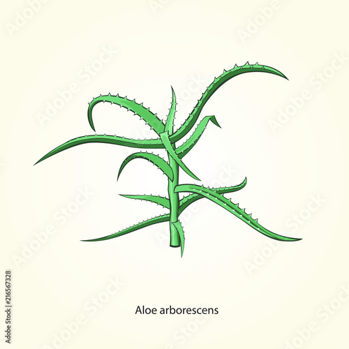 Aloe