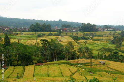 Jatiluwih rice terraces  the UNESCO nature heritage of Bali  Indonesia 