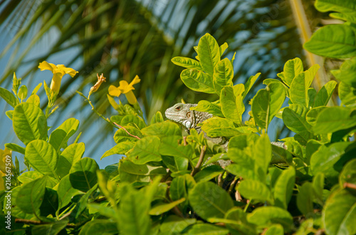 Aruba Green Iguana hiding in bushes with yellow flowers