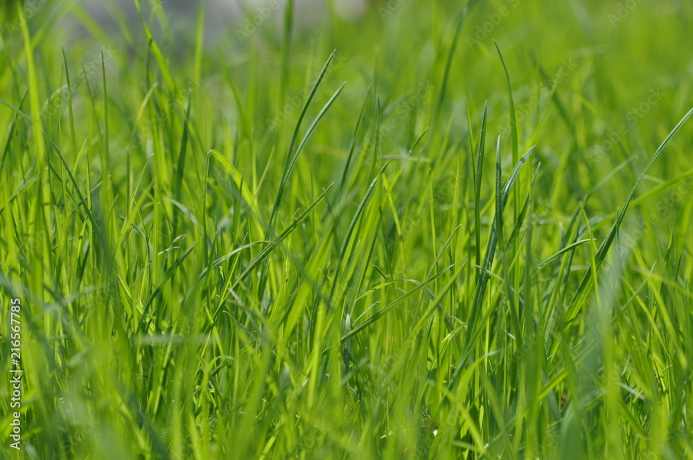 Summer fresh bright green grass. Spring background with a green lawn for design, wallpaper, desktop. Macro of green grass in a defocus at a close distance. Blurred background. Photo of grass Summer fresh bright green grass. Spring background with a green lawn for design, wallpaper, desktop. Macro of green grass in a defocus at a close distance. Blurred background. Photo of grass