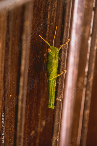 Grasshopper of green color on a grate of a door