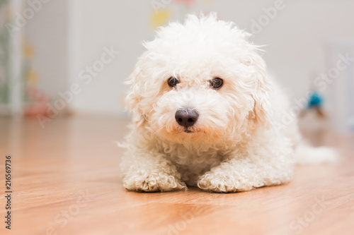 A dog of Bichon frize breed of white color lies on the floor