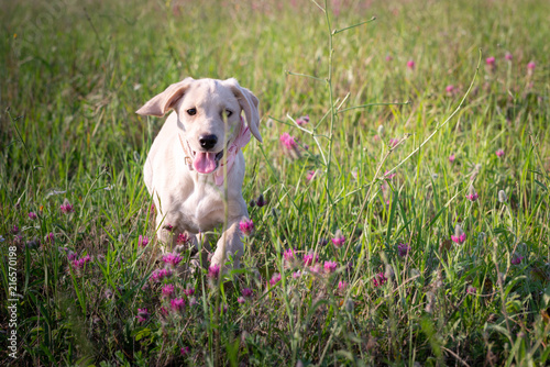 Puppy on the flowery meadow © Zlatko59