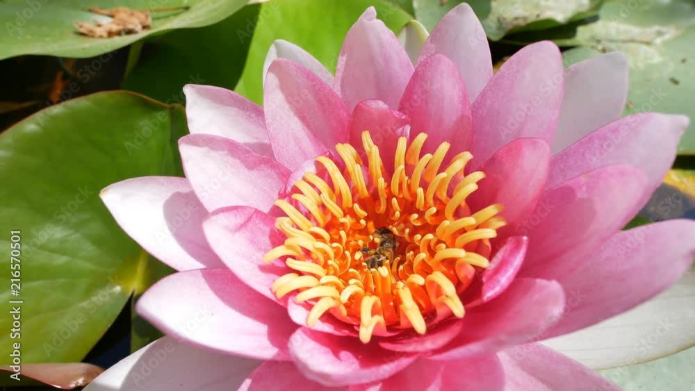 Beautiful blossom of Nymphaea tetragona, saw in California Institute of Technology, Los Angeles Beautiful blossom of Nymphaea tetragona, saw in California Institute of Technology, Los Angeles