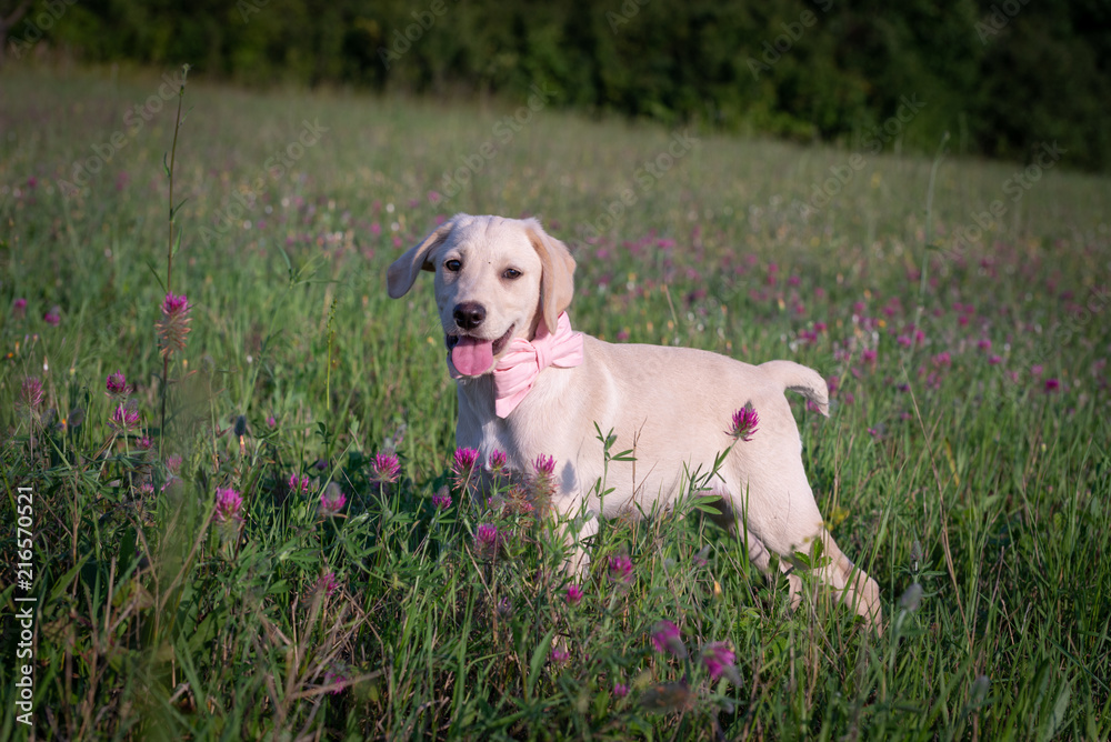 Puppy on the flowery meadow