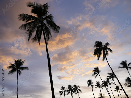 tropical palm trees silhouette in hawaii