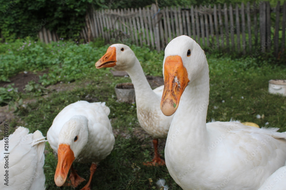 White geese, close-up of the household grazing on the lawn.