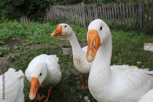 White geese, close-up of the household grazing on the lawn. photo