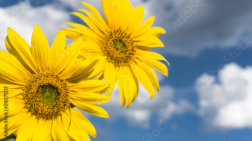 Sunflower against the blue sky, sunlight, rays
