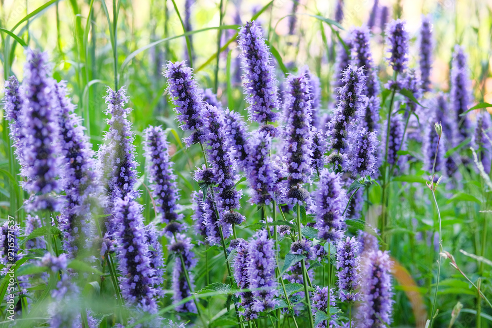 Naklejka premium Purple summer flowers on blurred background of green grass. Hyssop of violet color.Hyssopus officinalis