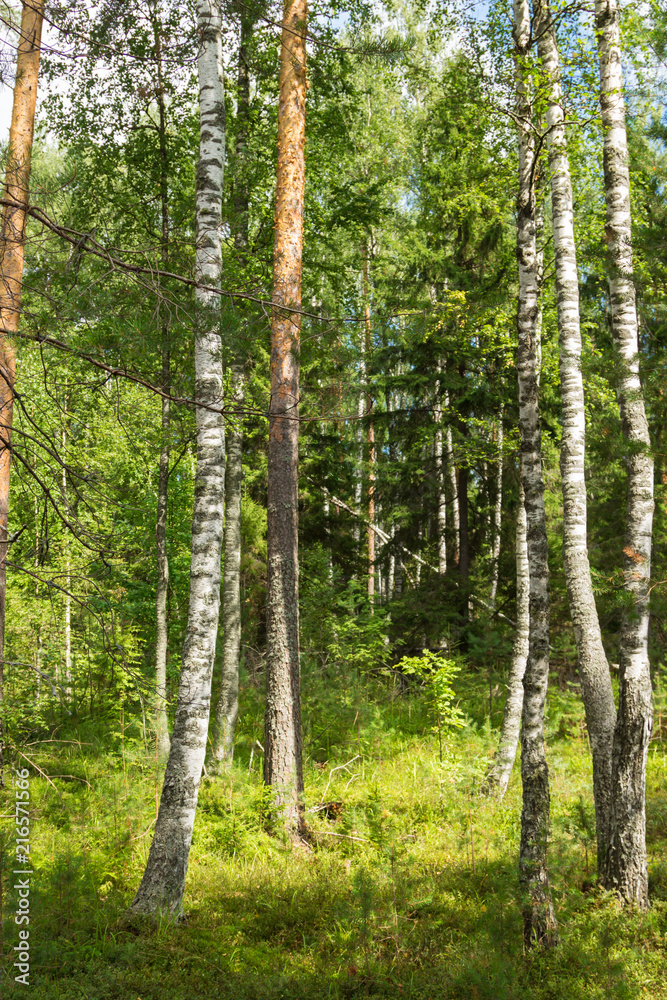 Fototapeta premium Letni las brzozowo-sosnowy