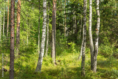 Summer birch and pine forest