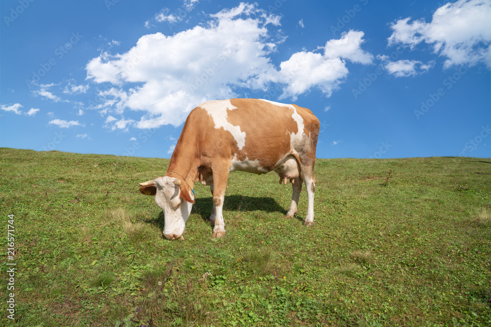 Brown and white cows on a beautiful green alpine meadow in Austria. Mountains on background. Cows in pasture. Brown and white cows on a beautiful green alpine meadow in Austria. Mountains on background. Cows in pasture.