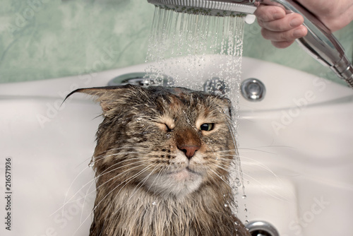 Wet cat in the bath