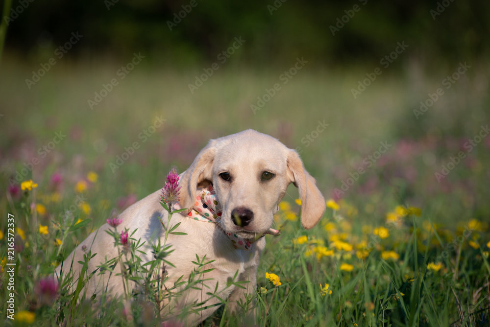 Cute Puppy on the flowery meadow Cute Puppy on the flowery meadow