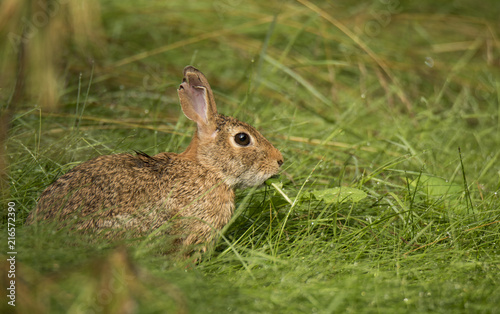 Wild rabbit eating grass in the meadow. Closeup shot of a cottontail in the morning © NataliyaZozulya