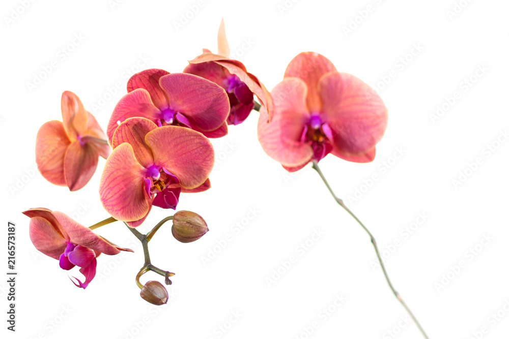 Red orchid flower on white background. Isolated. Red orchid flower on white background. Isolated.