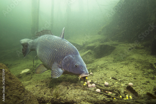 Freshwater fish carp (Cyprinus carpio) feeding with boilie in the beautiful clean pound. Underwater shot in the lake. Wild life animal. Carp in the nature habitat with nice background.