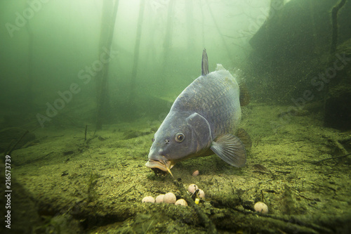 Freshwater fish carp (Cyprinus carpio) feeding with boilie in the beautiful clean pound. Underwater shot in the lake. Wild life animal. Carp in the nature habitat with nice background.