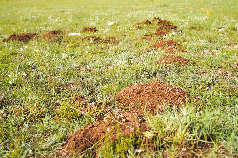 Selective focus of new molehills on lawn made by moles population Selective focus of new molehills on lawn made by moles population